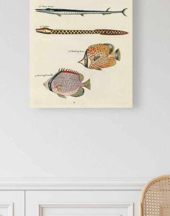 Colourful and surreal illustrations of fishes found in Moluccas Indonesia and the East Indies by Louis Renard 1678 -1746 from Histoire naturelle des plus rares curiositez de la mer des Indes 1754. by IStockHistory com