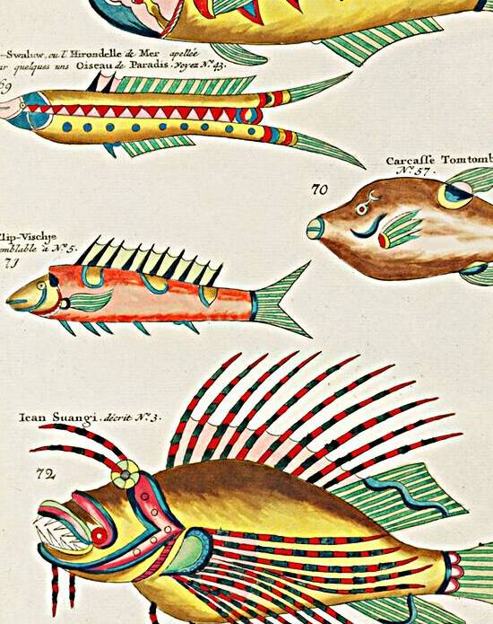 Colourful and surreal illustrations of fishes found in Moluccas Indonesia and the East Indies by Louis Renard 1678 -1746 from Histoire naturelle des plus rares curiositez de la mer des Indes 1754. by IStockHistory com