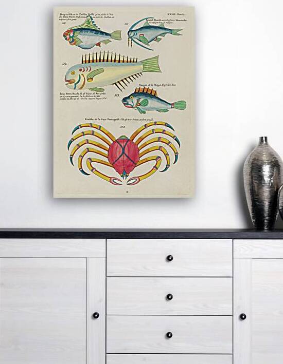 Colourful and surreal illustrations of fishes and crab found in the Indian and Pacific Oceans by Louis Renard 1678 -1746 from Histoire naturelle des plus rares curiositez de la mer des Indes 1754. by IStockHistory com