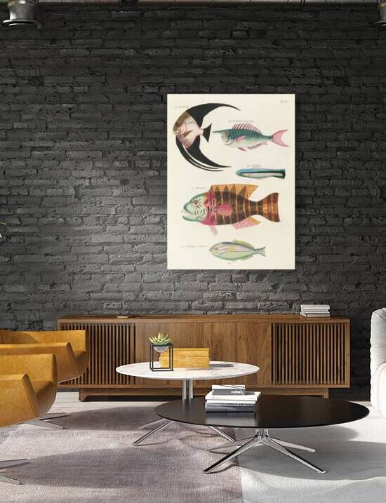 Colourful and surreal illustrations of fishes found in Moluccas Indonesia and the East Indies by Louis Renard 1678 -1746 from Histoire naturelle des plus rares curiositez de la mer des Indes 1754. by IStockHistory com