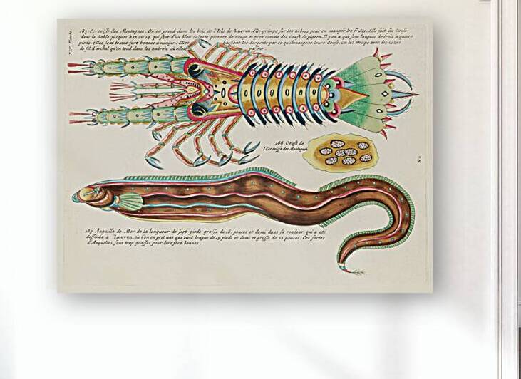 Colourful and surreal illustrations of fish and lobster found in Moluccas Indonesia and the East Indies by Louis Renard 1678 -1746 from Histoire naturelle des plus rares curiositez de la mer des Indes 1754. by IStockHistory com