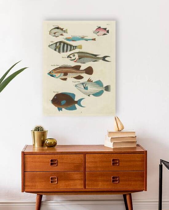 Colourful and surreal illustrations of fishes found in Moluccas Indonesia and the East Indies by Louis Renard 1678 -1746 from Histoire naturelle des plus rares curiositez de la mer des Indes 1754. by IStockHistory com