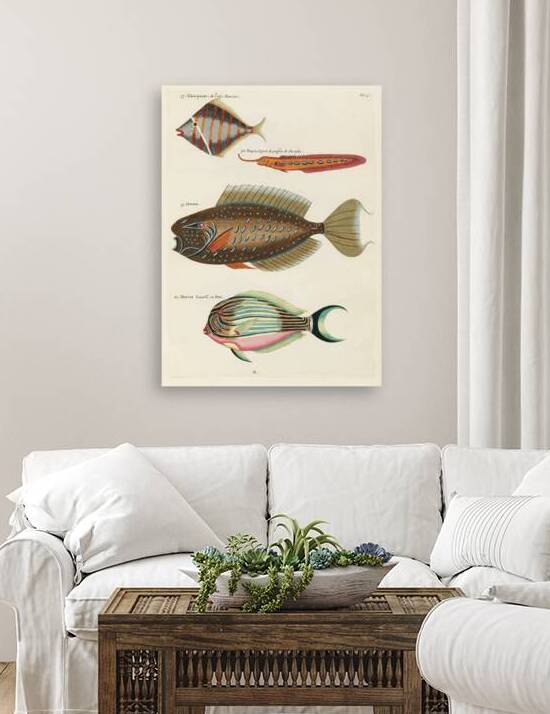 Colourful and surreal illustrations of fishes found in Moluccas Indonesia and the East Indies by Louis Renard 1678 -1746 from Histoire naturelle des plus rares curiositez de la mer des Indes 1754. by IStockHistory com