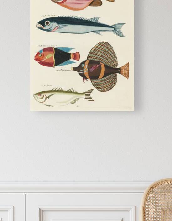 Colourful and surreal illustrations of fishes found in Moluccas Indonesia and the East Indies by Louis Renard 1678 -1746 from Histoire naturelle des plus rares curiositez de la mer des Indes 1754. by IStockHistory com