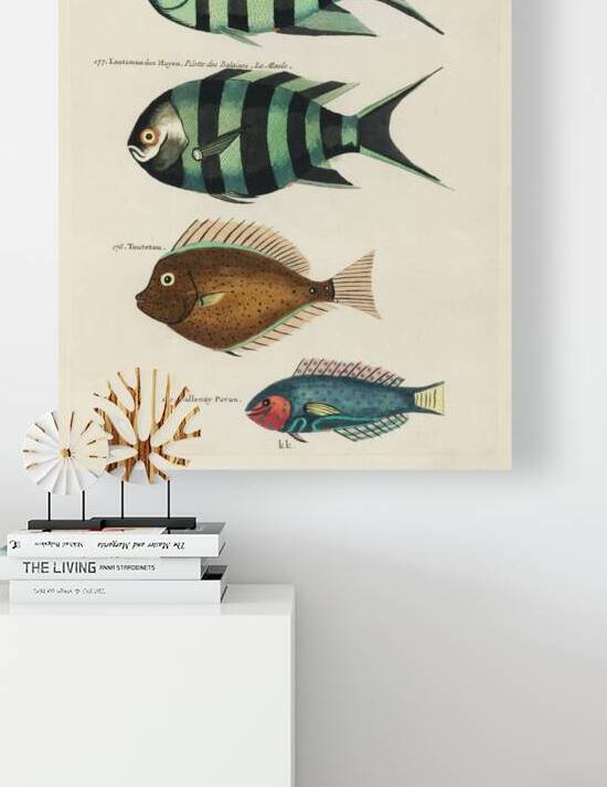 Colourful and surreal illustrations of fishes found in Moluccas Indonesia and the East Indies by Louis Renard 1678 -1746 from Histoire naturelle des plus rares curiositez de la mer des Indes 1754. by IStockHistory com