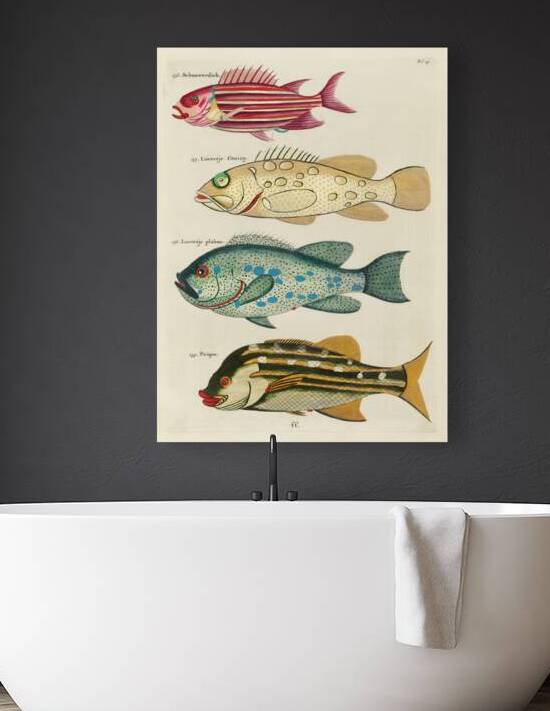 Colourful and surreal illustrations of fishes found in Moluccas Indonesia and the East Indies by Louis Renard 1678 -1746 from Histoire naturelle des plus rares curiositez de la mer des Indes 1754. by IStockHistory com