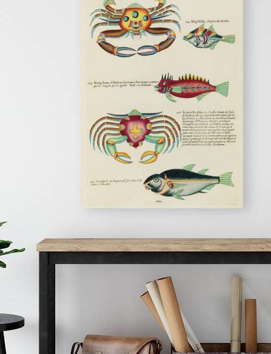 Colourful and surreal illustrations of fishes and crabs found in Moluccas Indonesia and the East Indies by Louis Renard 1678 -1746 from Histoire naturelle des plus rares curiositez de la mer des Indes 1754. by IStockHistory com