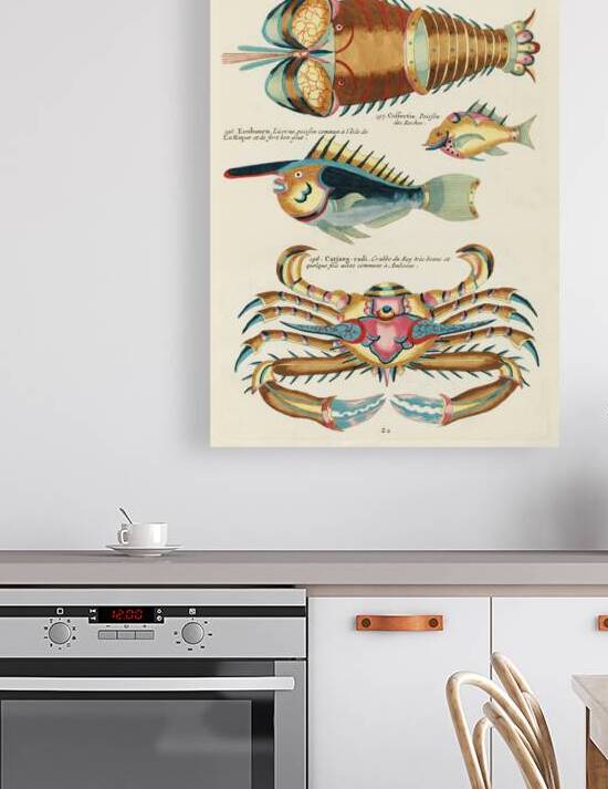 Colourful and surreal illustrations of fishes lobster and crab found in the Indian and Pacific Oceans by Louis Renard 1678 -1746 from Histoire naturelle des plus rares curiositez de la mer des Indes 1754. by IStockHistory com