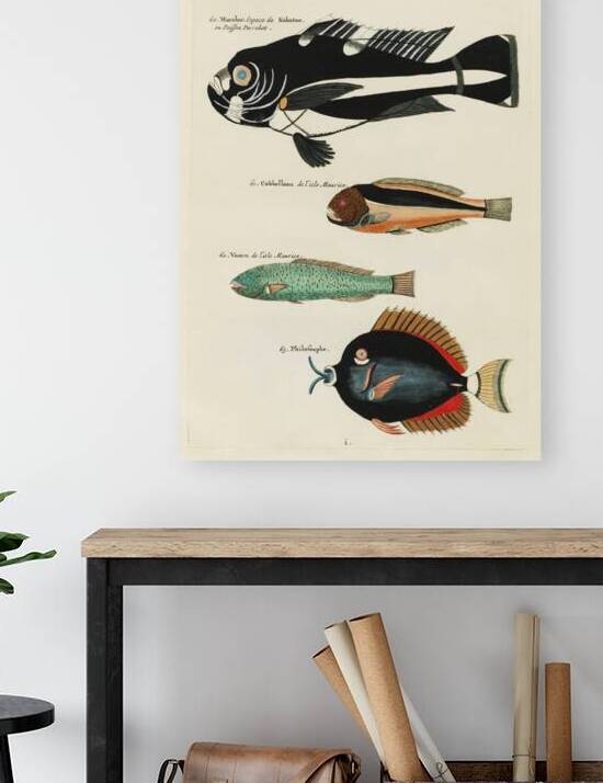 Colourful and surreal illustrations of fishes found in Moluccas Indonesia and the East Indies by Louis Renard 1678 -1746 from Histoire naturelle des plus rares curiositez de la mer des Indes 1754. by IStockHistory com