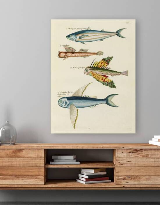 Colourful and surreal illustrations of fishes found in Moluccas Indonesia and the East Indies by Louis Renard 1678 -1746 from Histoire naturelle des plus rares curiositez de la mer des Indes 1754. by IStockHistory com