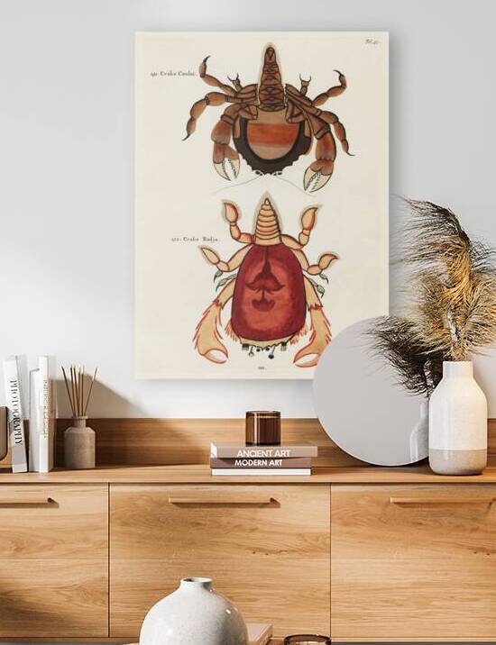 Colourful and surreal illustrations of crabs found in Moluccas Indonesia and the East Indies by Louis Renard 1678 -1746 from Histoire naturelle des plus rares curiositez de la mer des Indes 1754. by IStockHistory com