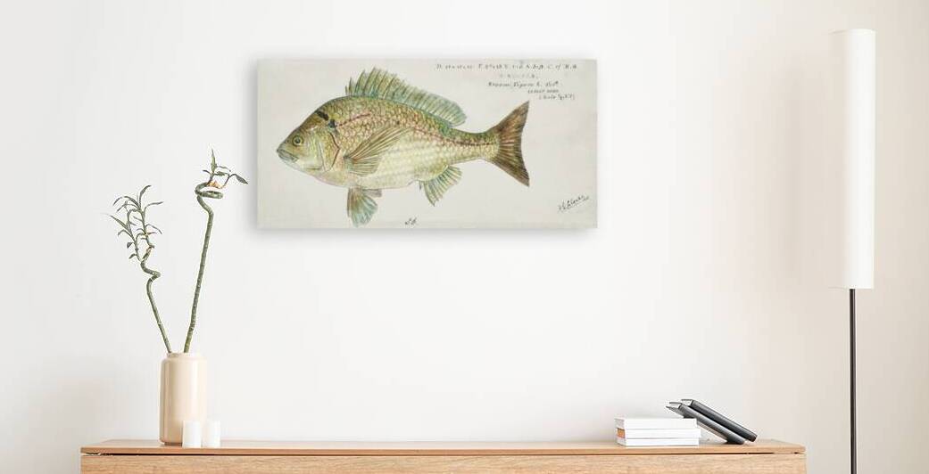 Antique fish acanthopagrus butcheri black bream South Pacific Fishes by Frank Edward Clarke 1849-1899.  by IStockHistory com