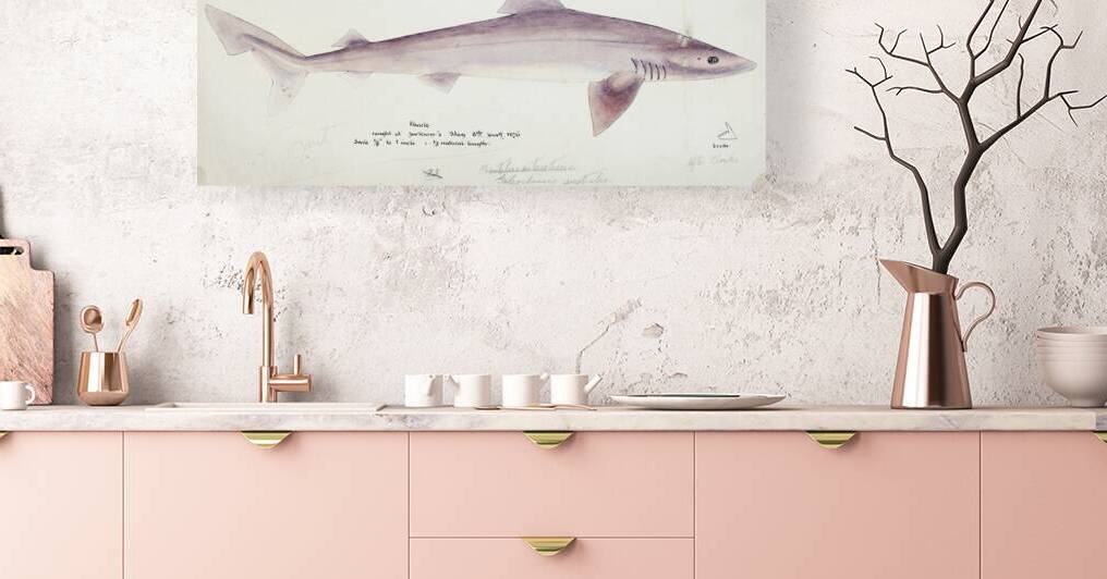 Antique fish myxus elongatus sand mullet South Pacific Fishes by Frank Edward Clarke 1849-1899.  by IStockHistory com