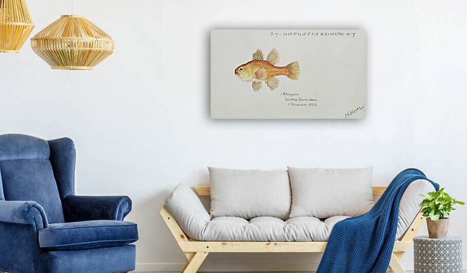 Antique fish vincentia conspera southern cardinalfish South Pacific Fishes by Frank Edward Clarke 1849-1899.  by IStockHistory com