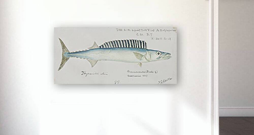 Antique fish thyrsites atun barracouta South Pacific Fishes by Frank Edward Clarke 1849-1899.  by IStockHistory com