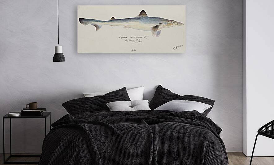 Antique fish galeorhinus galeus requiem shark South Pacific Fishes by Frank Edward Clarke 1849-1899.  by IStockHistory com