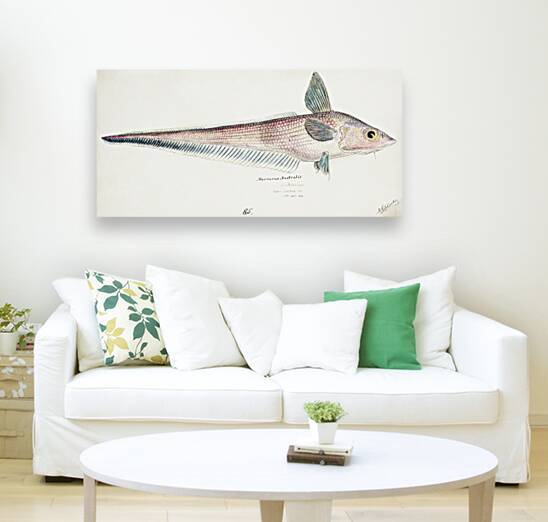 Antique fish Coelorinchus sp NZ : Rattail South Pacific Fishes by Frank Edward Clarke 1849-1899.  by IStockHistory com