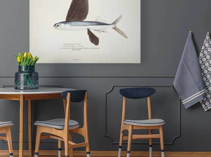 Antique Flyfish South Pacific Fishes by Frank Edward Clarke 1849-1899.  by IStockHistory com