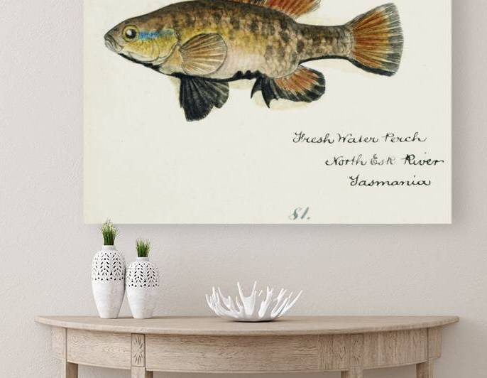 Antique Flyfish South Pacific Fishes by Frank Edward Clarke 1849-1899.  by IStockHistory com