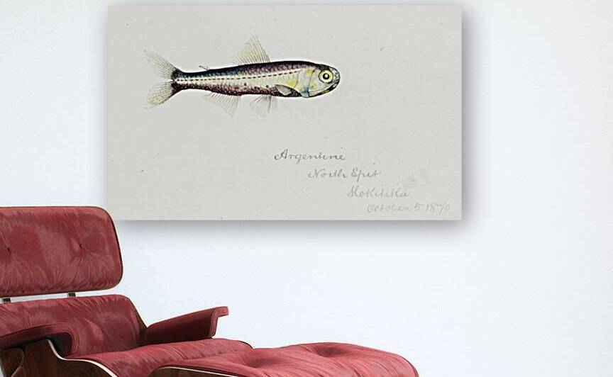 Antique fish Maurolicus muelleri South Pacific Fishes by Frank Edward Clarke 1849-1899.  by IStockHistory com