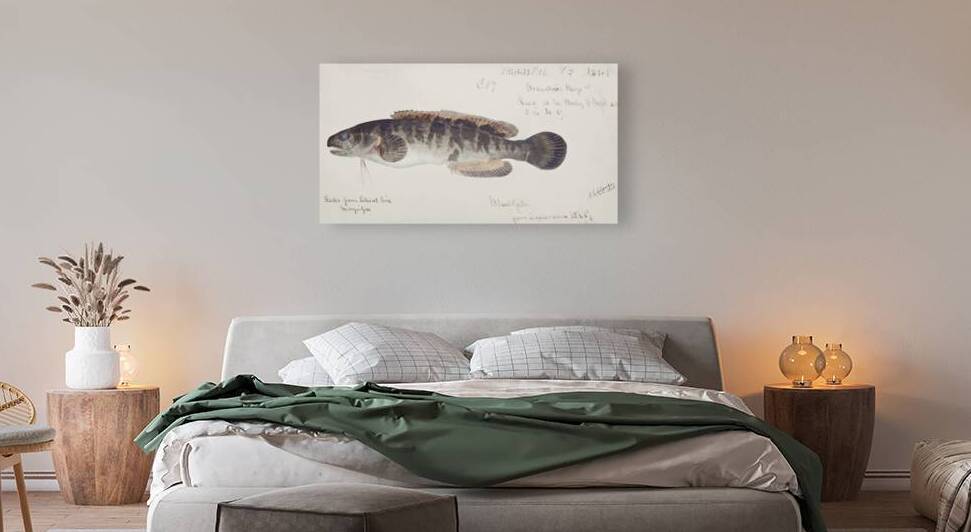 Antique fish bladefish possibly freshwater specimen South Pacific Fishes by Frank Edward Clarke 1849-1899.  by IStockHistory com