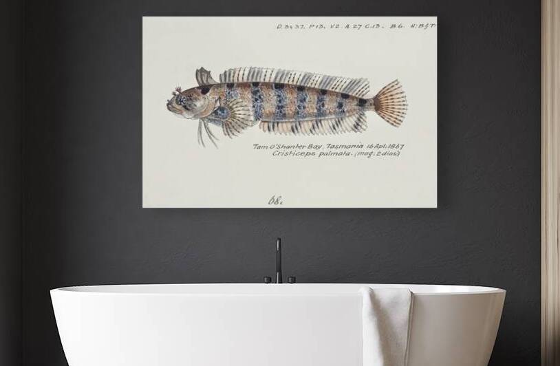 Antique fish possibly heteroclinus sp weedfish South Pacific Fishes by Frank Edward Clarke 1849-1899.  by IStockHistory com