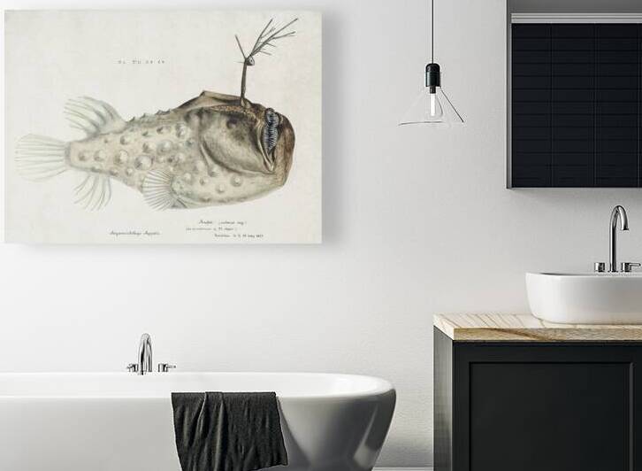 Antique Prickly anglerfish South Pacific Fishes by Frank Edward Clarke 1849-1899.  by IStockHistory com