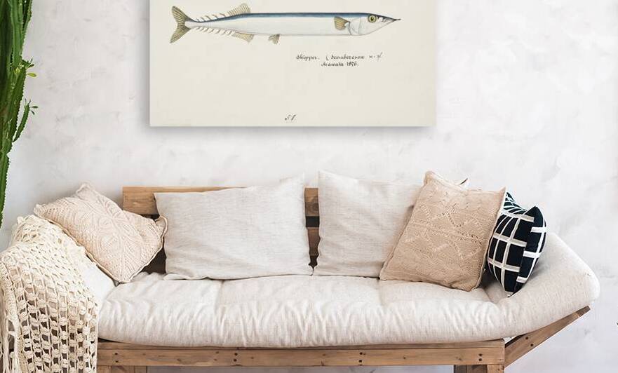 Antique fish Scomberesox Saurus South Pacific Fishes by Frank Edward Clarke 1849-1899.  by IStockHistory com