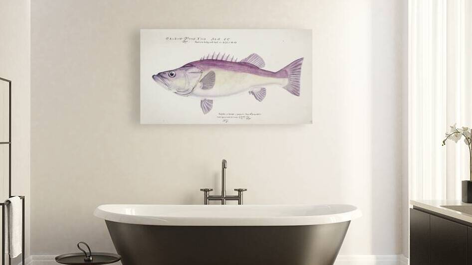 Antique fish Groper South Pacific Fishes by Frank Edward Clarke 1849-1899.  by IStockHistory com