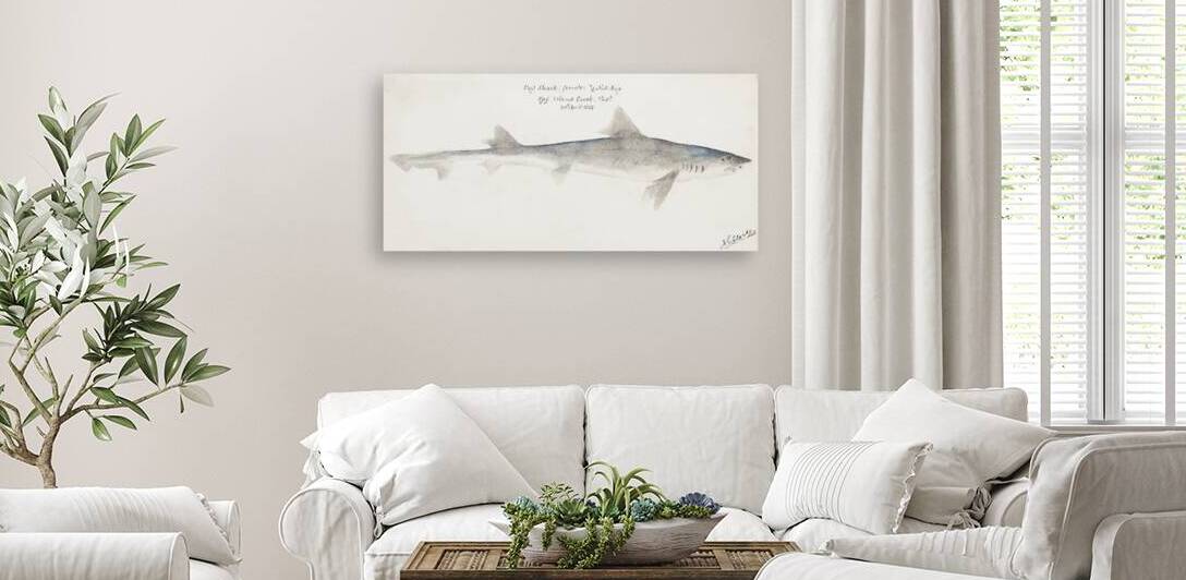 Antique fish mustelus antarcticus dogfish South Pacific Fishes by Frank Edward Clarke 1849-1899.  by IStockHistory com