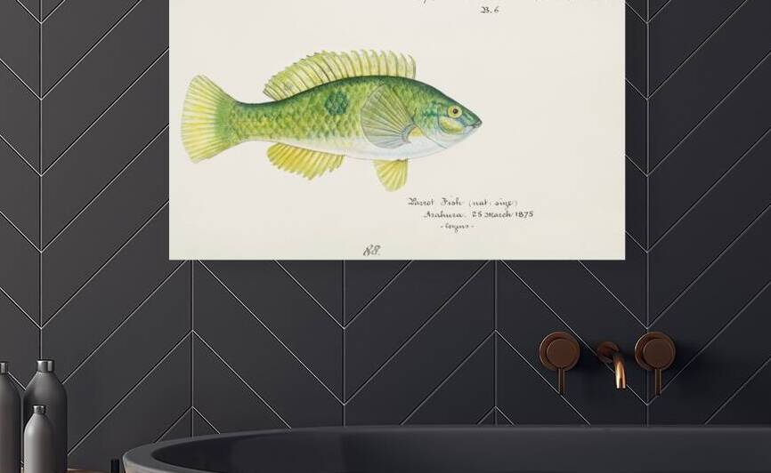 Antique fish Wrasse South Pacific Fishes by Frank Edward Clarke 1849-1899.  by IStockHistory com