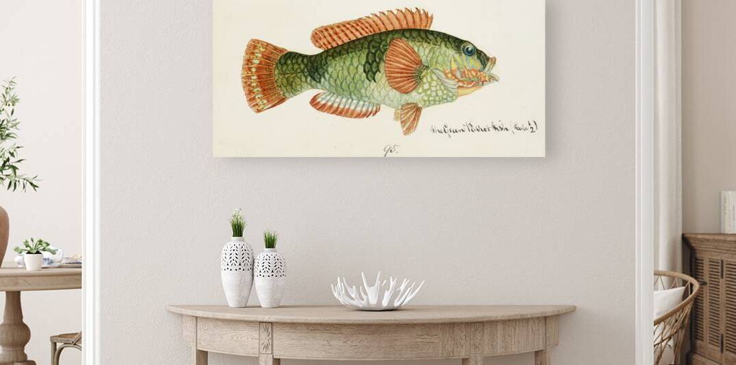 Antique fish Labrida South Pacific Fishes by Frank Edward Clarke 1849-1899.  by IStockHistory com