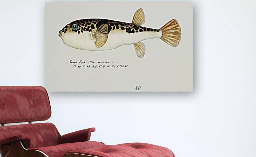 Antique fish Pufferfish South Pacific Fishes by Frank Edward Clarke 1849-1899.  by IStockHistory com