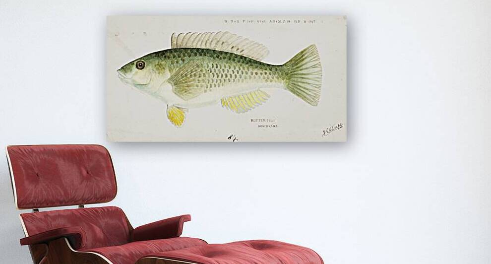 Antique fish Wrasse South Pacific Fishes by Frank Edward Clarke 1849-1899.  by IStockHistory com