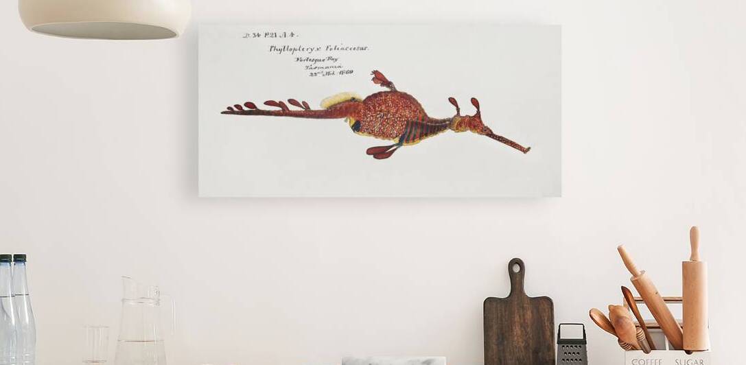 Antique fish phyllopteryx taeniolatus South Pacific Fishes by Frank Edward Clarke 1849-1899.  by IStockHistory com