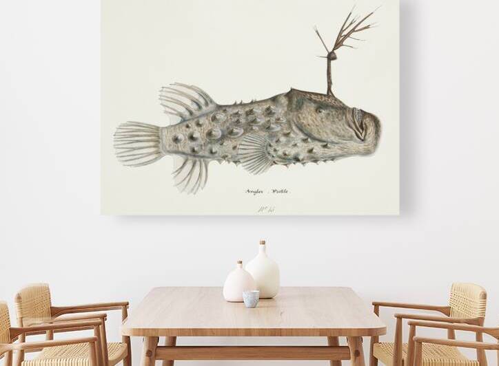 Antique Prickly anglerfish South Pacific Fishes by Frank Edward Clarke 1849-1899.  by IStockHistory com