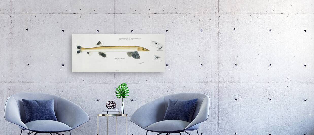 Antique fish gonorynchus fosteri sand fish South Pacific Fishes by Frank Edward Clarke 1849-1899.  by IStockHistory com