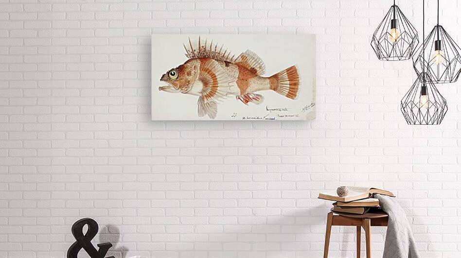 Antique fish helicolenus percoides perch South Pacific Fishes by Frank Edward Clarke 1849-1899.  by IStockHistory com