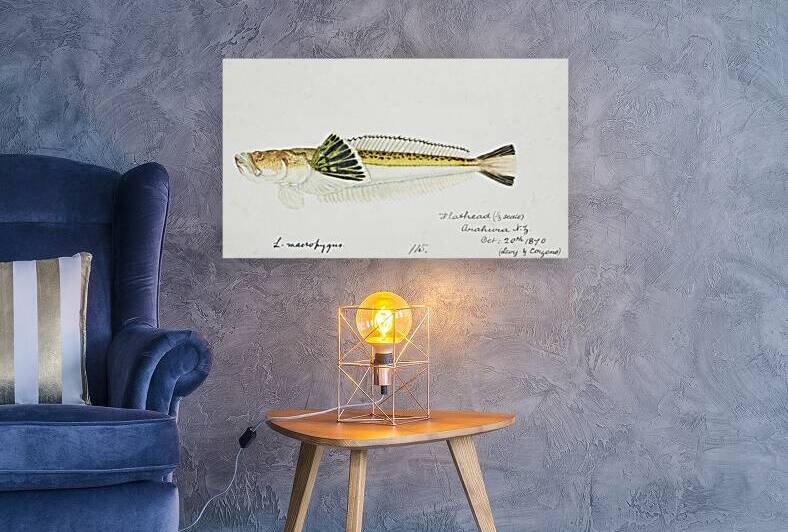 Antique fish leptoscopus macropygus estuarine stargazer South Pacific Fishes by Frank Edward Clarke 1849-1899.  by IStockHistory com