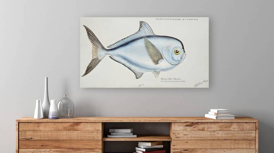 Antique fish Brama brama NZ - Ray’s Bream South Pacific Fishes by Frank Edward Clarke 1849-1899.  by IStockHistory com