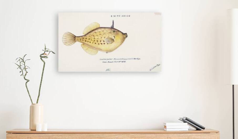 Antique fish Pseudomonacanthus peroni South Pacific Fishes by Frank Edward Clarke 1849-1899.  by IStockHistory com