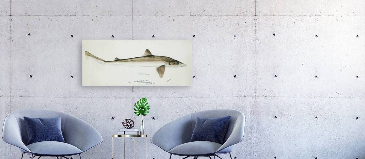 Antique fish Requiem Shark South Pacific Fishes by Frank Edward Clarke 1849-1899.  by IStockHistory com