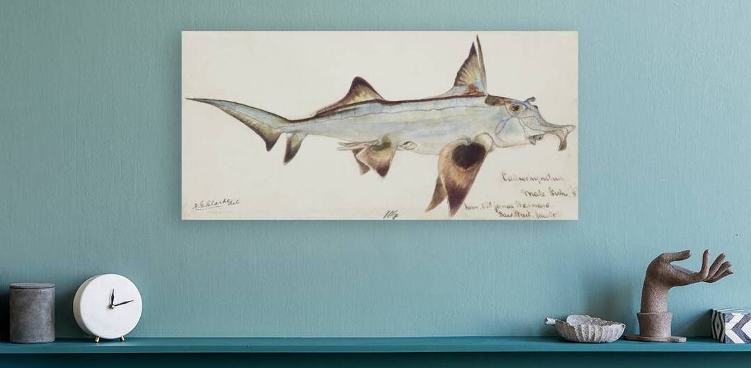 Antique fish callorhynchus milii elephant fish South Pacific Fishes by Frank Edward Clarke 1849-1899.  by IStockHistory com