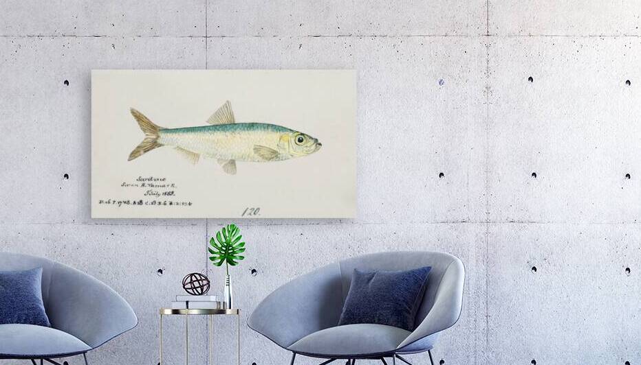 Antique fish sardinops neopilchardus pilchard South Pacific Fishes by Frank Edward Clarke 1849-1899.  by IStockHistory com