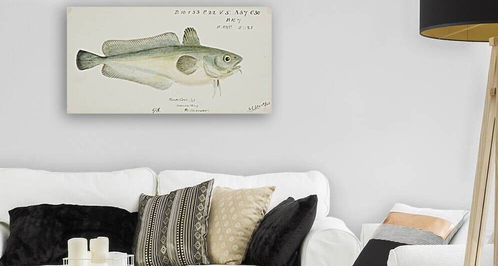 Antique fish Pseudophycis barbata Tas : Southern Bastard Red Cod South Pacific Fishes by Frank Edward Clarke 1849-1899.  by IStockHistory com