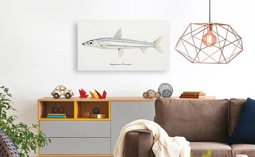 Antique fish diodon sp porcupine fish South Pacific Fishes by Frank Edward Clarke 1849-1899.  by IStockHistory com