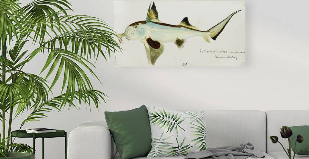 Antique Elephant fish South Pacific Fishes by Frank Edward Clarke 1849-1899.  by IStockHistory com