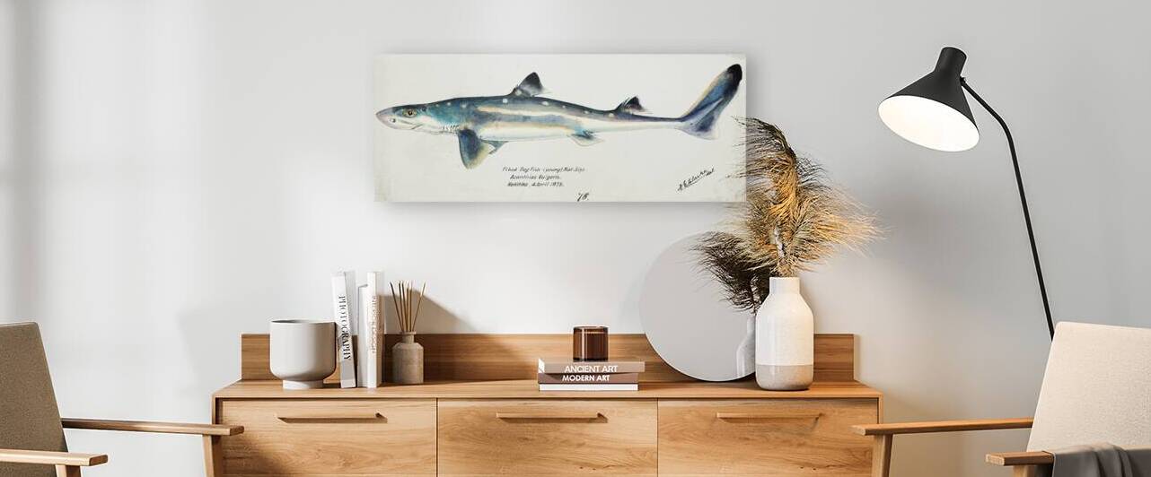 Antique fish Squalus acanthias NZ : Spotted spiny dogfish South Pacific Fishes by Frank Edward Clarke 1849-1899.  by IStockHistory com