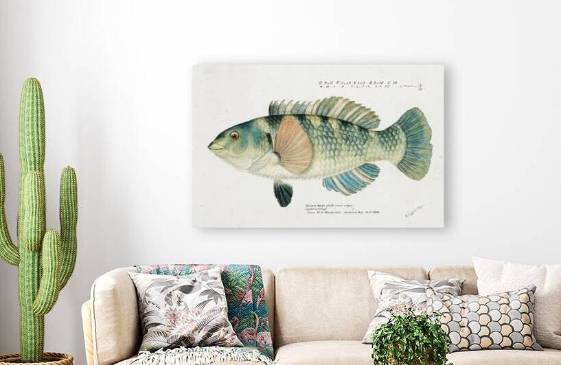 Antique fish Wrasse South Pacific Fishes by Frank Edward Clarke 1849-1899.  by IStockHistory com