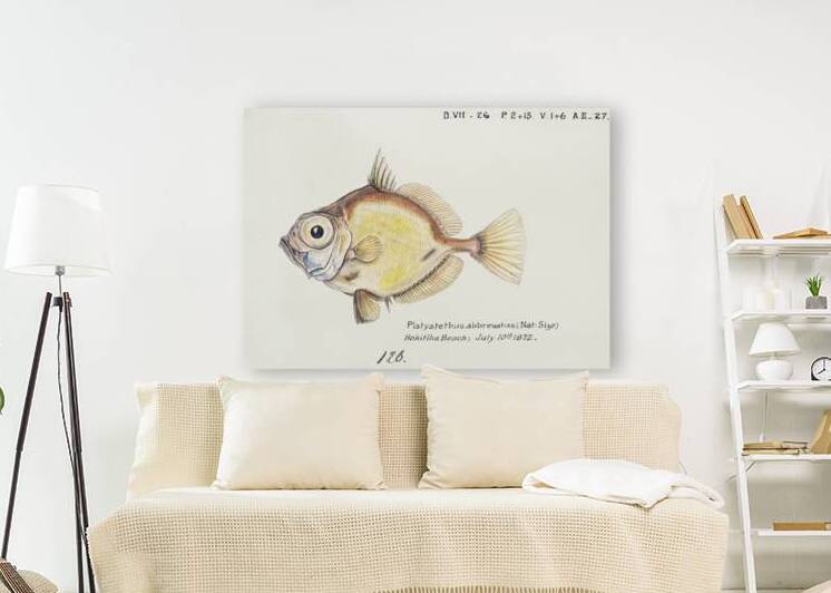 Antique fish Platystethus abbrevatus South Pacific Fishes by Frank Edward Clarke 1849-1899.  by IStockHistory com